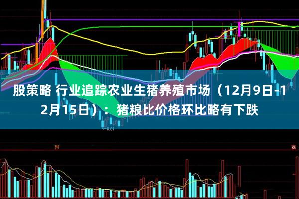 股策略 行业追踪农业生猪养殖市场（12月9日-12月15日）：猪粮比价格环比略有下跌